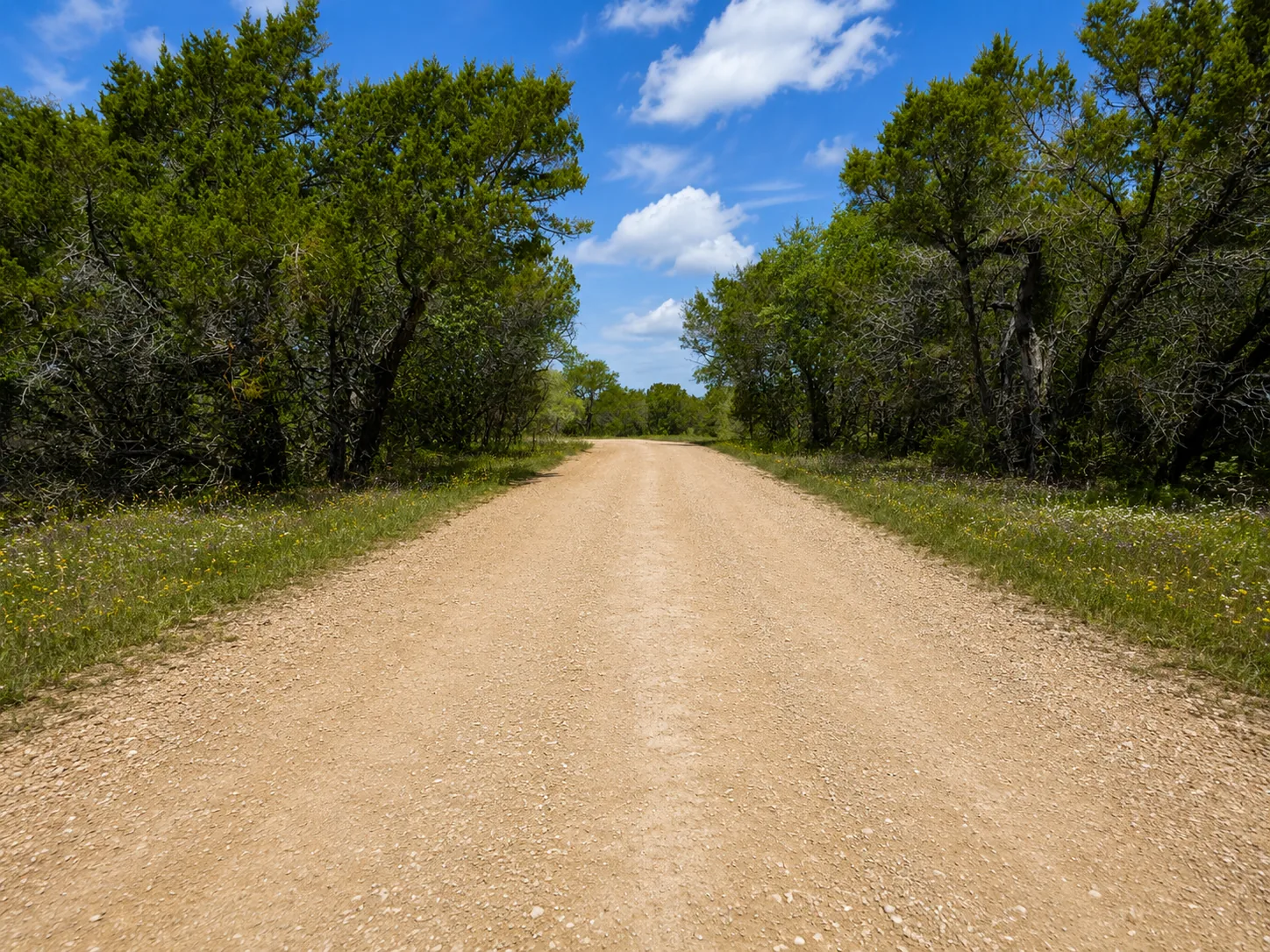 Improved gravel road running under mature oaks on Tract 3
