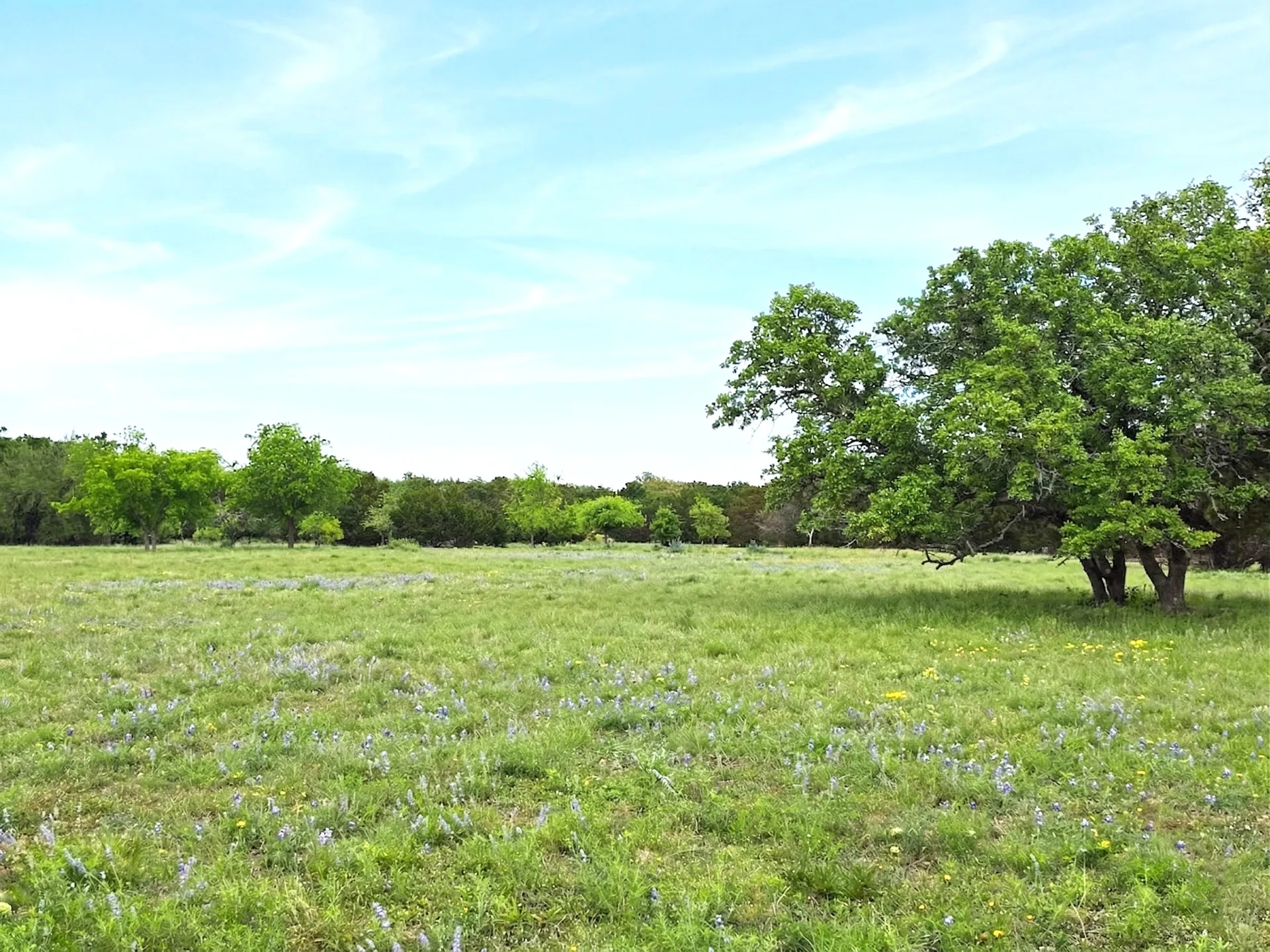 Open rolling ground with a tree line at Legacy Oaks