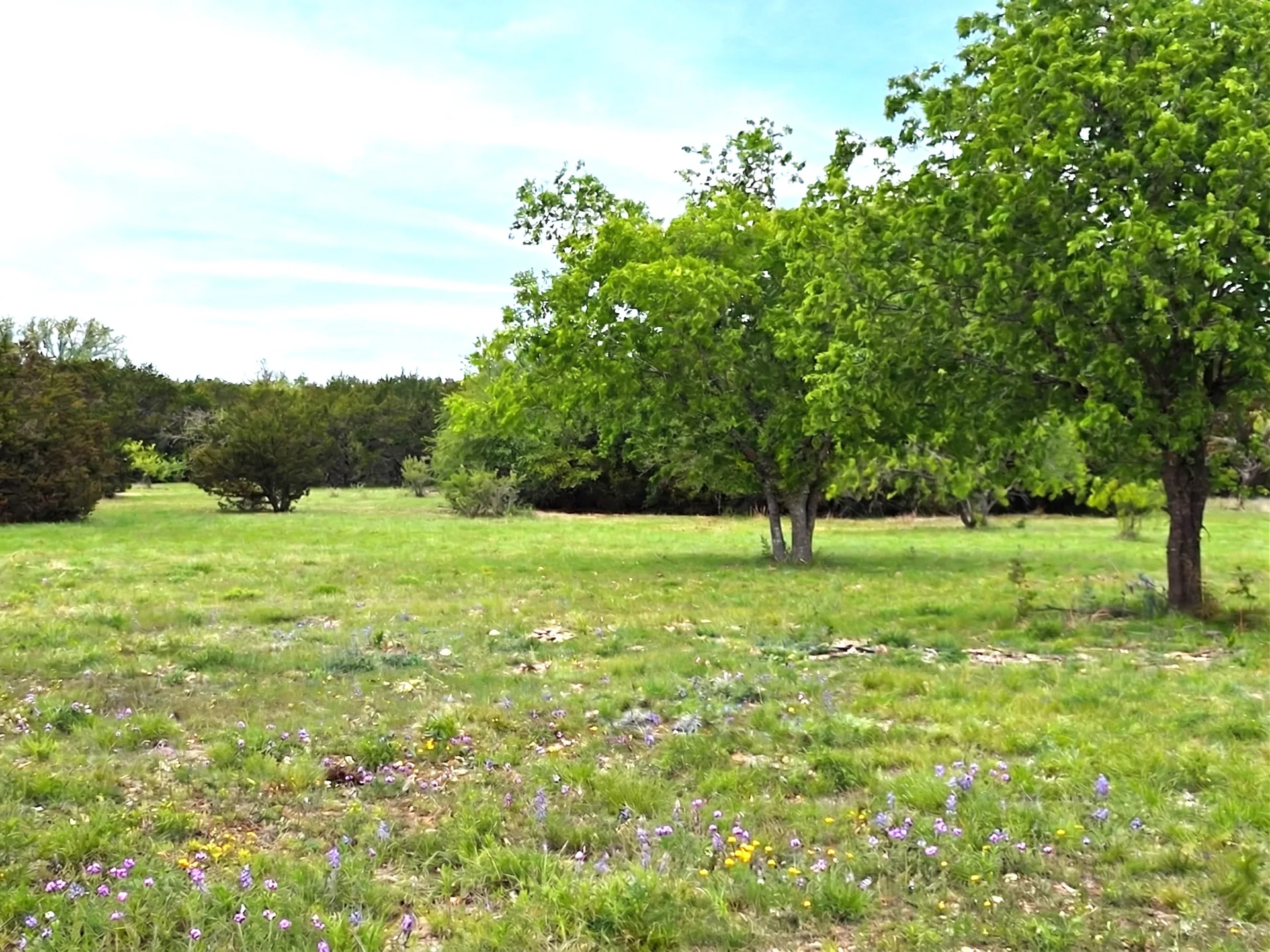 Open pasture with mature trees at Legacy Oaks