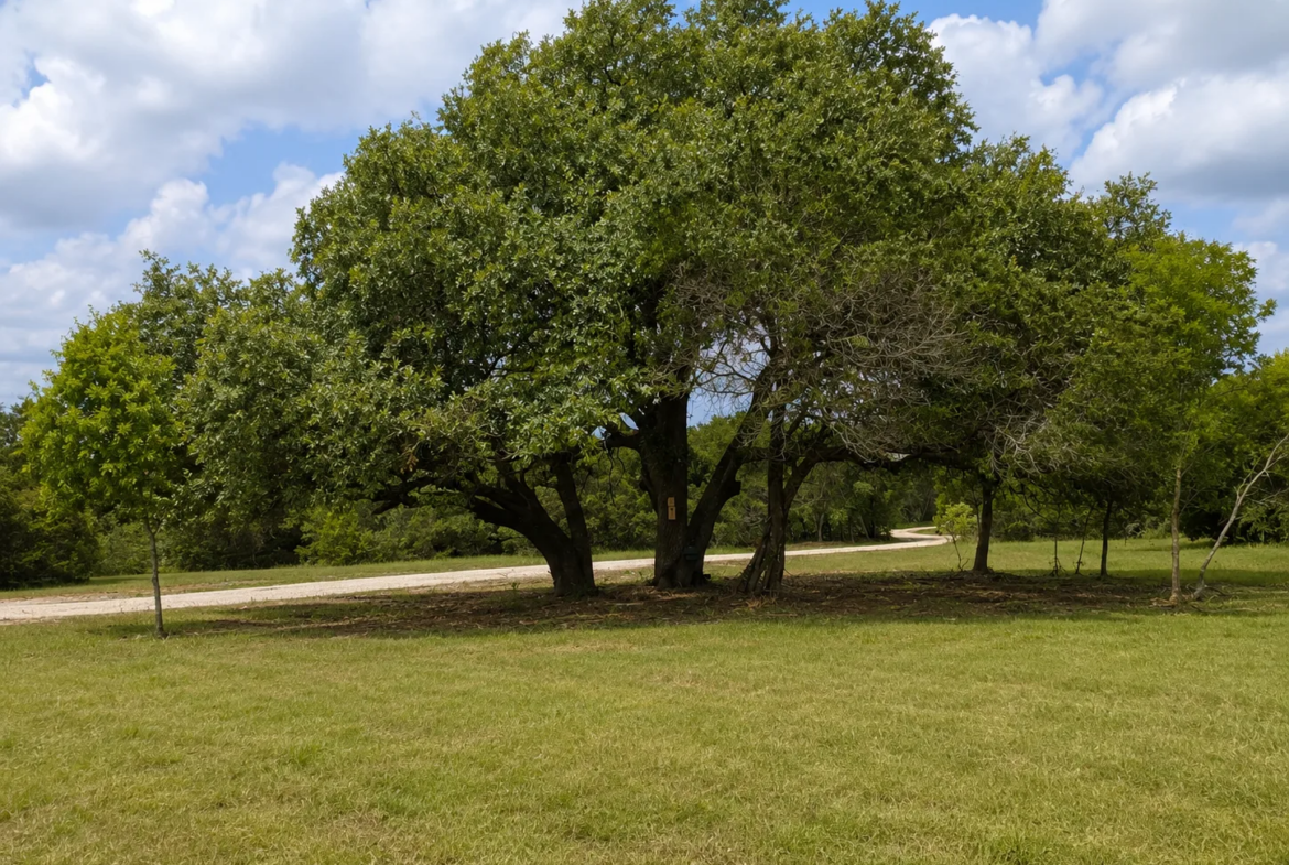 legacy-oaks-lot-5-12