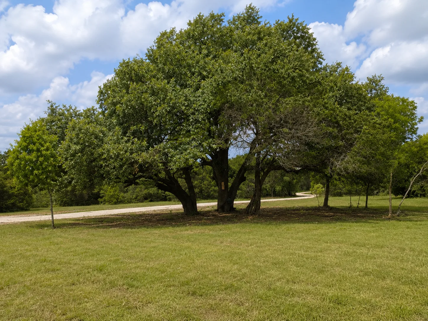 legacy-oaks-lot-5-12