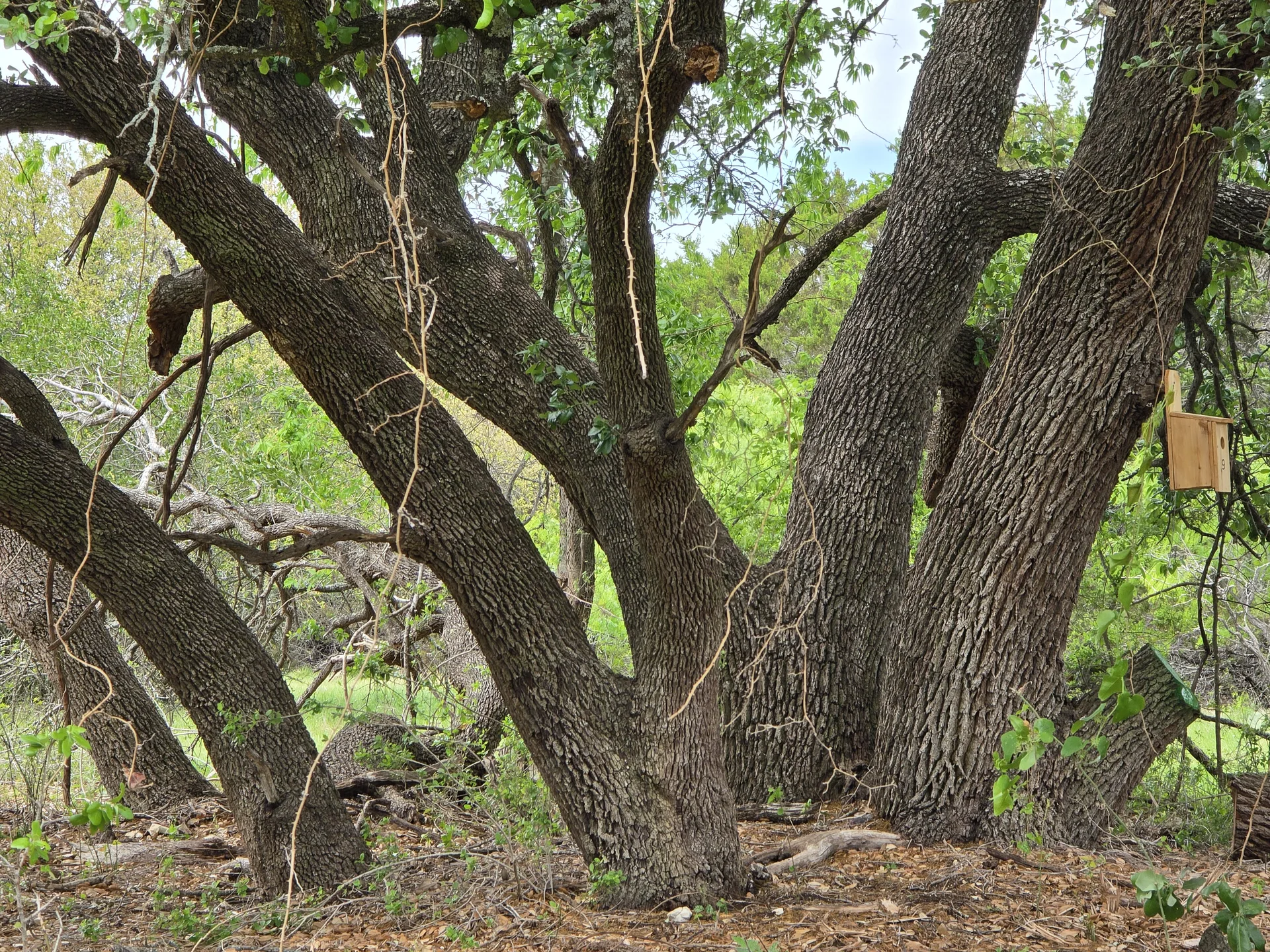 Oak grove with open grass beneath at Legacy Oaks