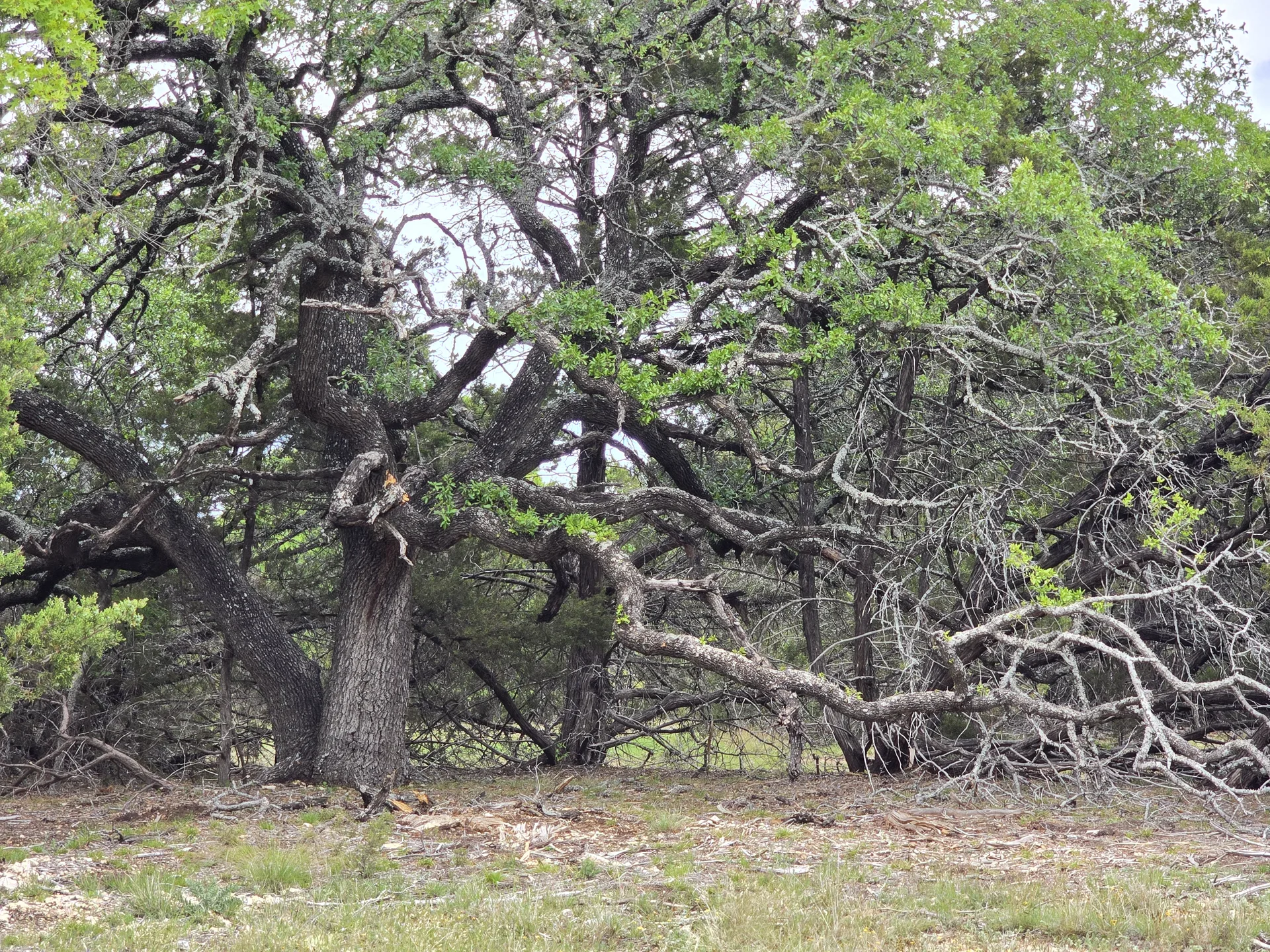 Massive spreading live oak limbs on Tract 5