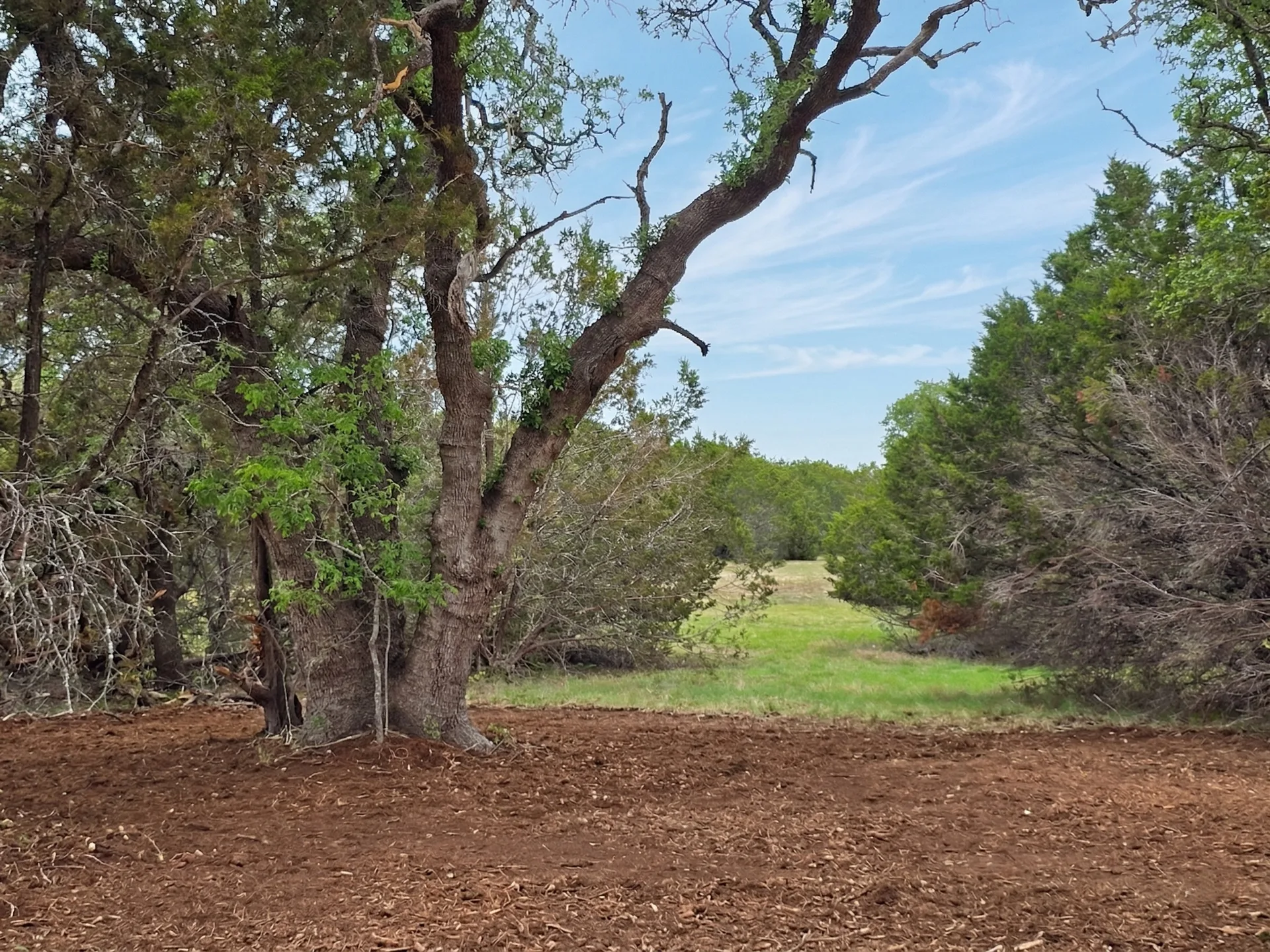 Tract 3 at Legacy Oaks, twelve acres of open Hill Country pasture under mature oaks