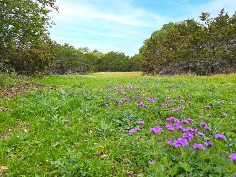 Wildflower Season at Legacy Oaks, Burnet County, Texas