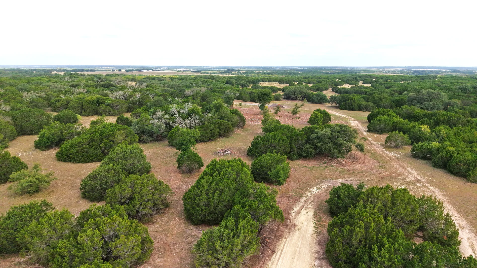 Rolling open ground with scattered oaks on Tract 6