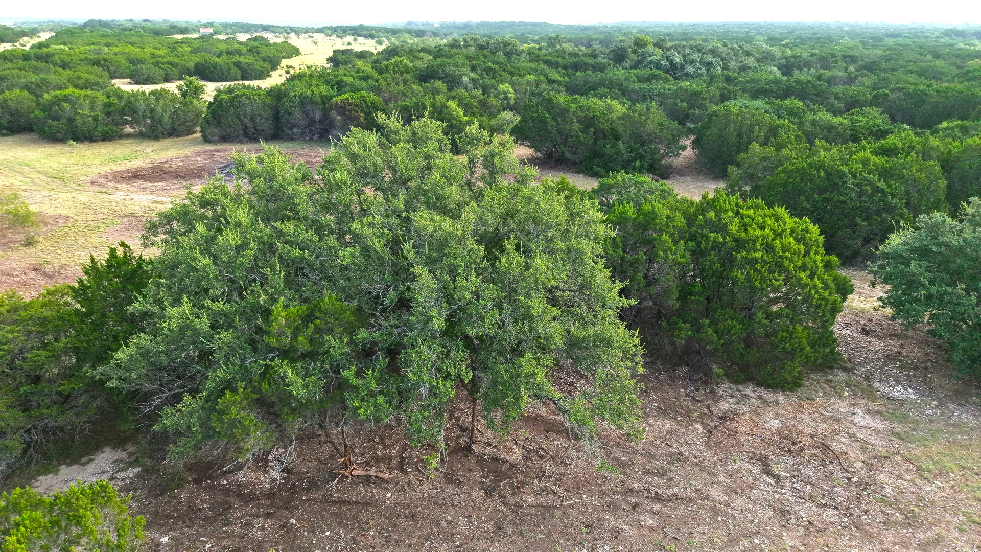 Dense oak canopy across Tract 6